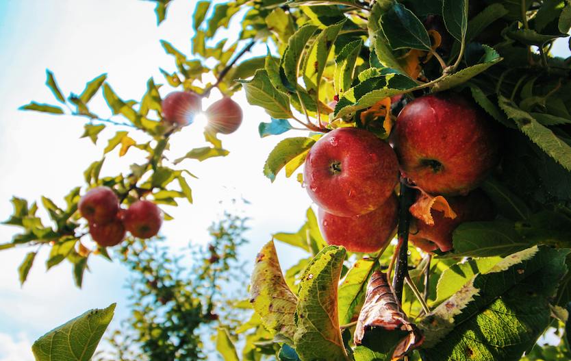 Raccolta delle mele biologiche in Trentino
