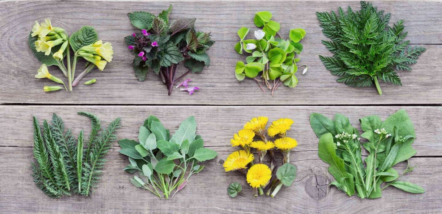 Erbe spontanee Fattoria Alpina cucina naturale