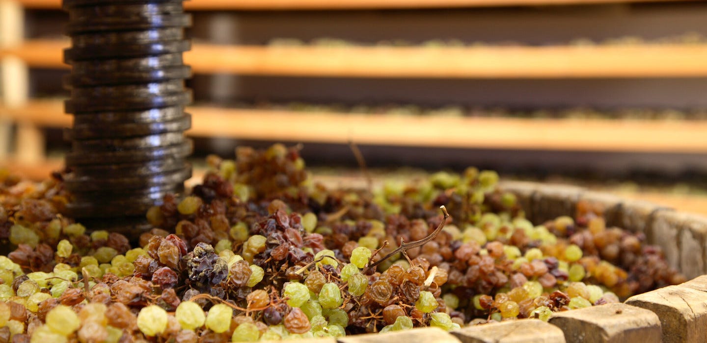Uva passita per Vino Santo trentino