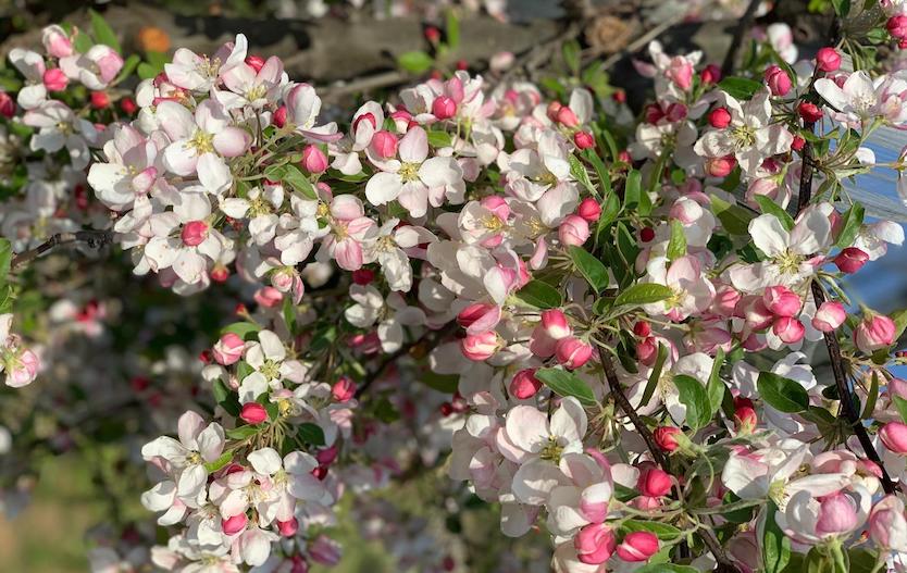Fiori di pianta di mela biologica trentina Biosucco